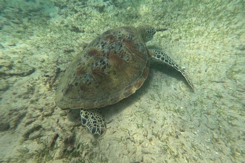A sea turtle swimming underwater. 3