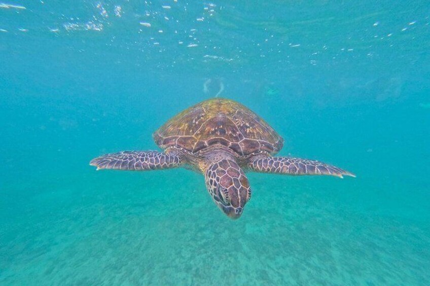 Private Snorkeling Adventure in Mirissa with GoPro and Transfers 3