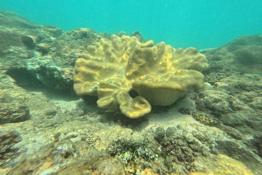 A coral reef with a large, textured coral formation. 5