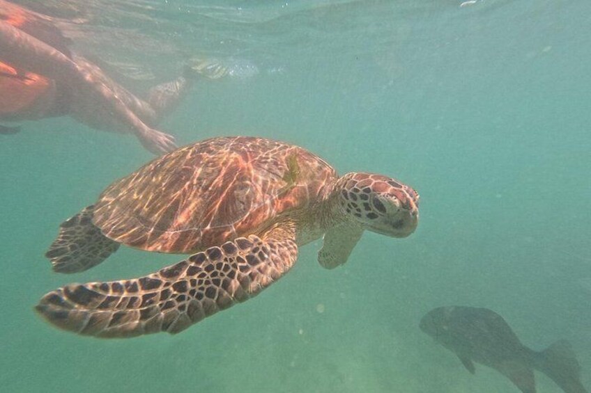 A sea turtle swimming underwater. 4