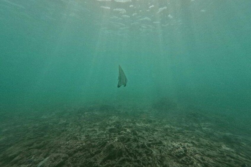 An underwater scene with a manta ray swimming near the ocean floor. 2