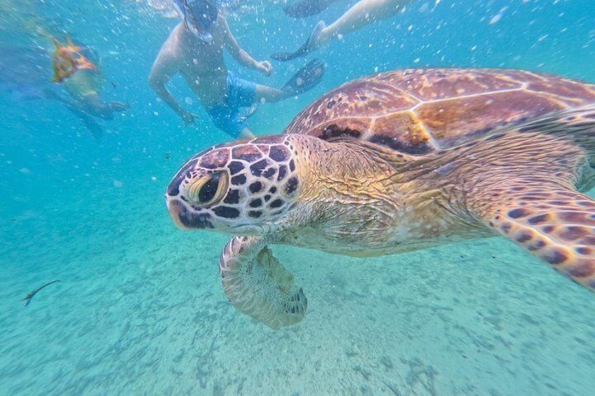 Private Snorkeling Adventure in Mirissa with GoPro and Transfers 5