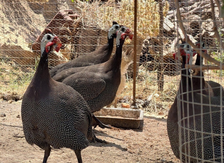 Picture 17 for Activity Naxos – Tragea: Farm Experience with Animals, Herbs, and Local Flavors 5