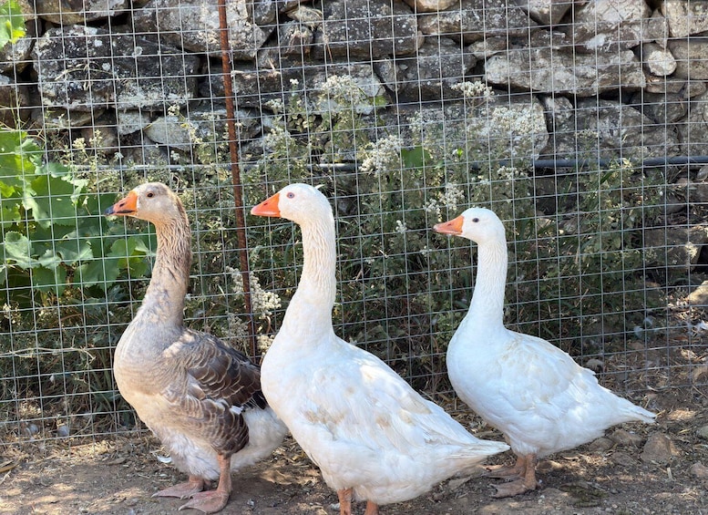 Picture 18 for Activity Naxos – Tragea: Farm Experience with Animals, Herbs, and Local Flavors 4
