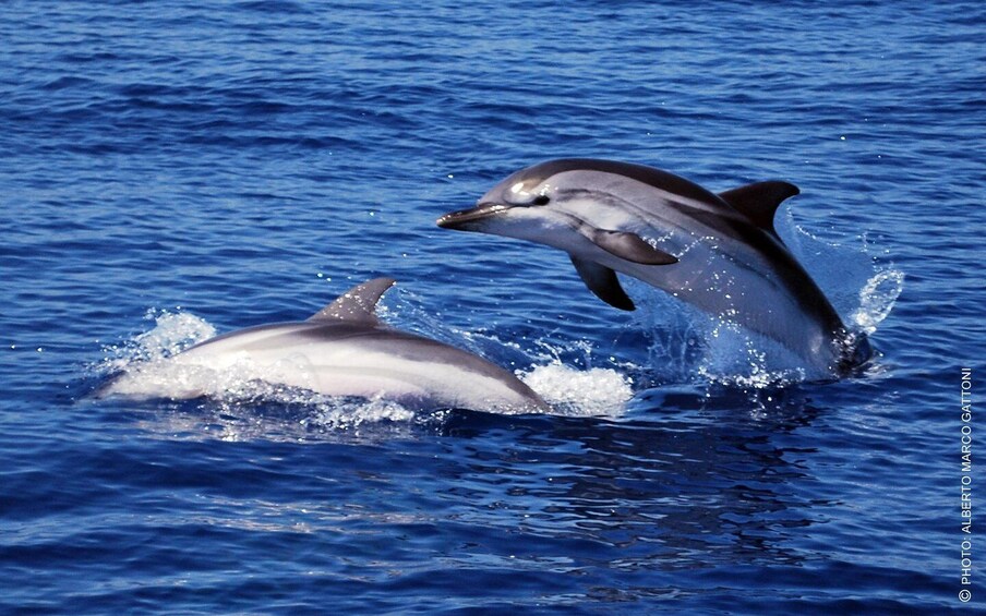 Picture 5 for Activity Sanremo: Sailing in the Pelagos Sanctuary in the wake of the whales 2