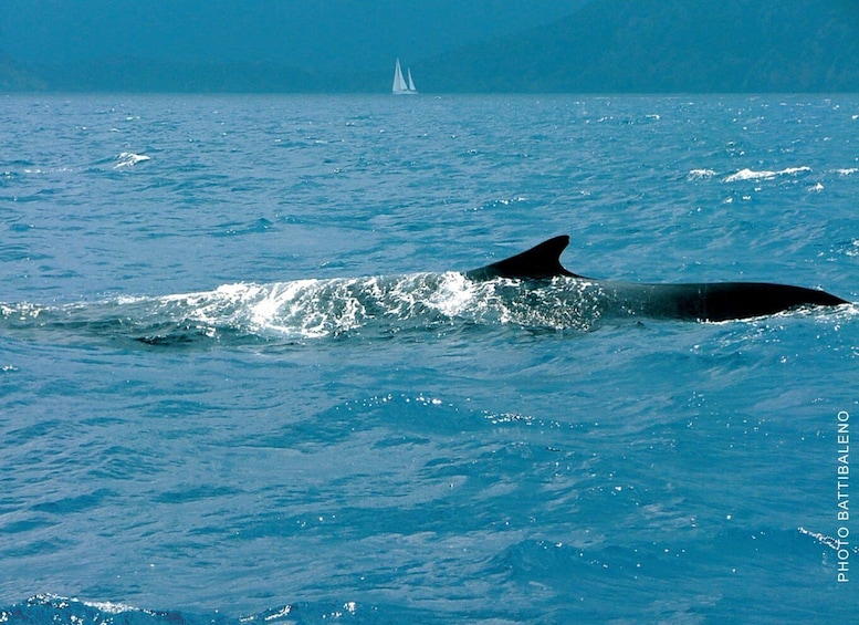 Picture 1 for Activity Sanremo: Sailing in the Pelagos Sanctuary in the wake of the whales 5