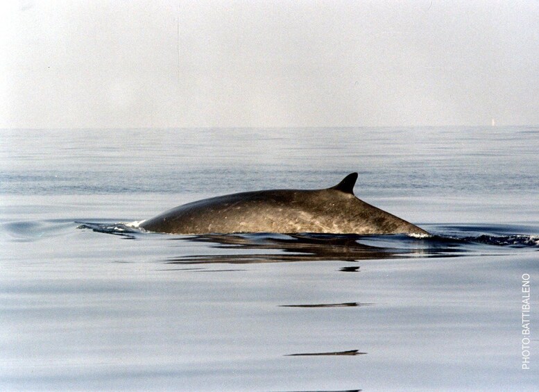 Picture 4 for Activity Sanremo: Sailing in the Pelagos Sanctuary in the wake of the whales 4