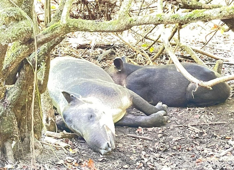 Picture 10 for Activity Corcovado National Park: 1-day tour of La Estación Los Patos 1