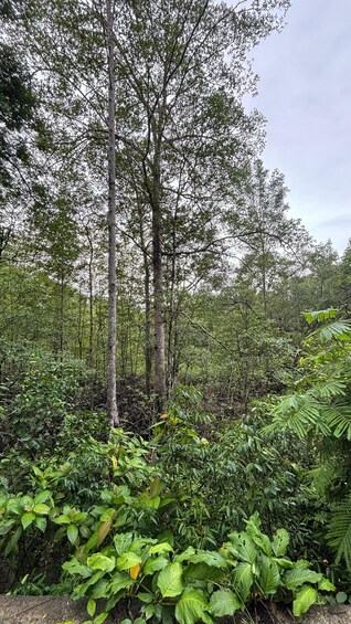 Picture 16 for Activity Corcovado National Park: 1-day tour of La Estación Los Patos 2