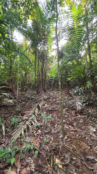 Picture 15 for Activity Corcovado National Park: 1-day tour of La Estación Los Patos 4