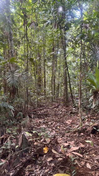 Picture 18 for Activity Corcovado National Park: 1-day tour of La Estación Los Patos 5