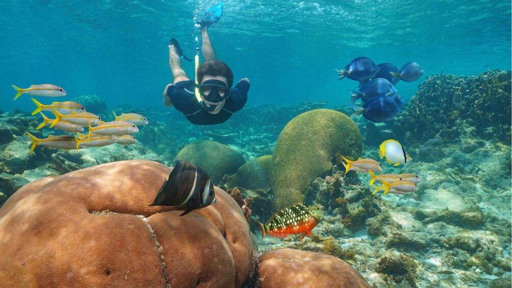 A diver swimming among coral reefs with various fish species. 1