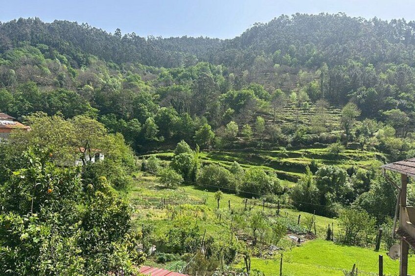 A lush green landscape with terraced fields, a building with a red roof, and dense forested hills in the background. 2