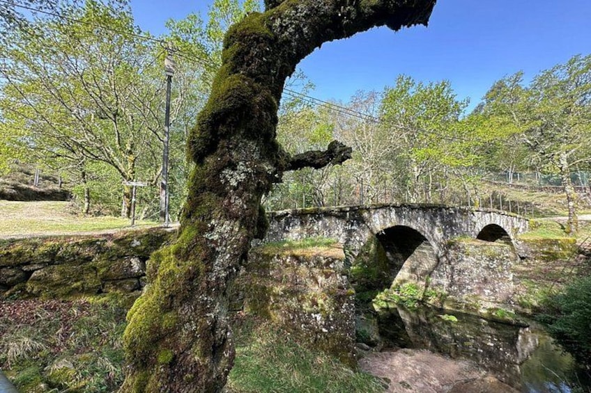 A stone bridge with two arches over a stream, surrounded by trees and greenery. 5