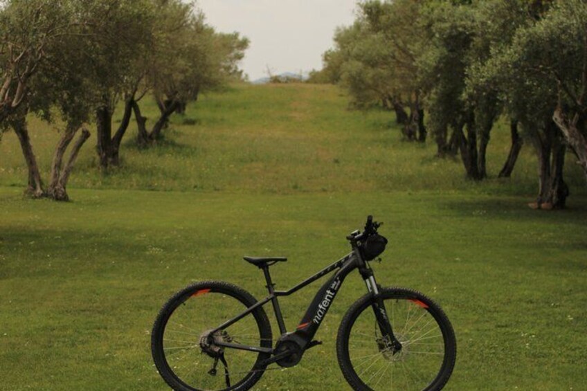 E Bike Tour and Olive Oil Tasting with Breakfast 5
