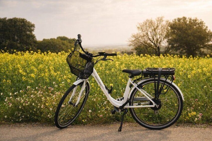 E Bike Tour and Olive Oil Tasting with Breakfast 4