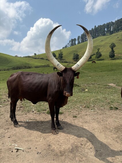 Picture 19 for Activity From Kigali: Bigogwe Cow Experience, Hiking & farm with Meal 4