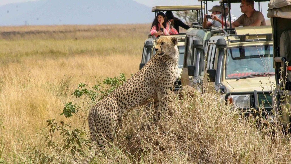 Picture 4 for Activity From Dar es Salaam: 2- Day Mikumi National park Safari 3