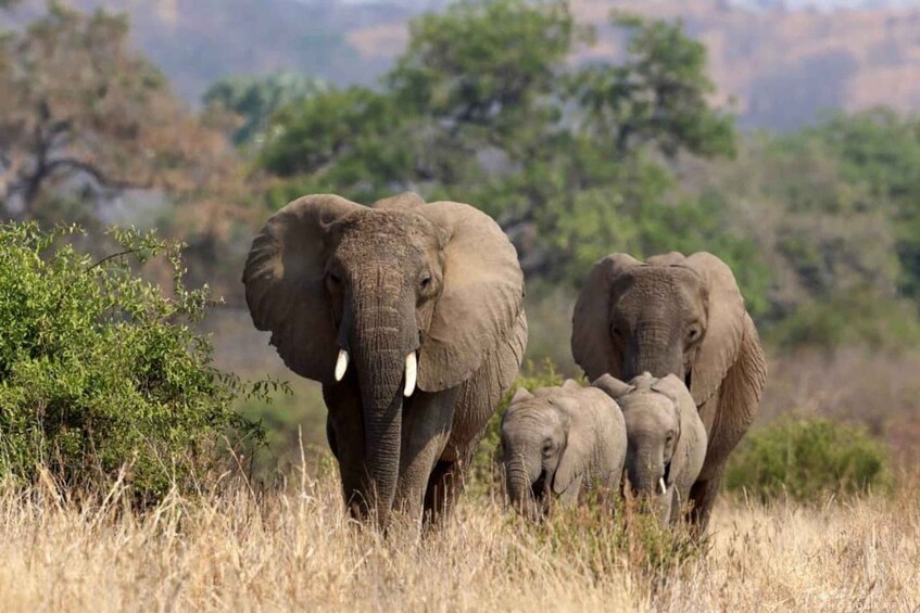 Picture 6 for Activity From Dar es Salaam: 2- Day Mikumi National park Safari 2