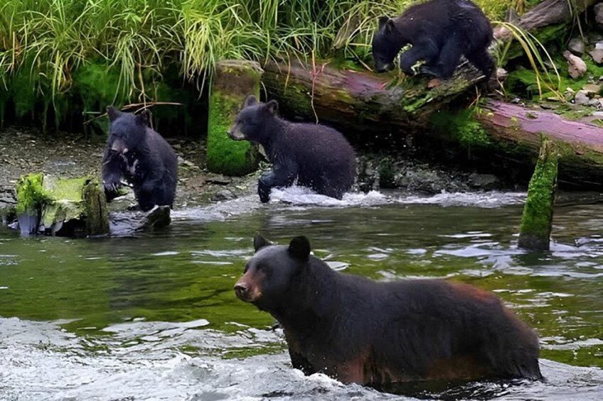 Bears wading in a river surrounded by greenery. 4