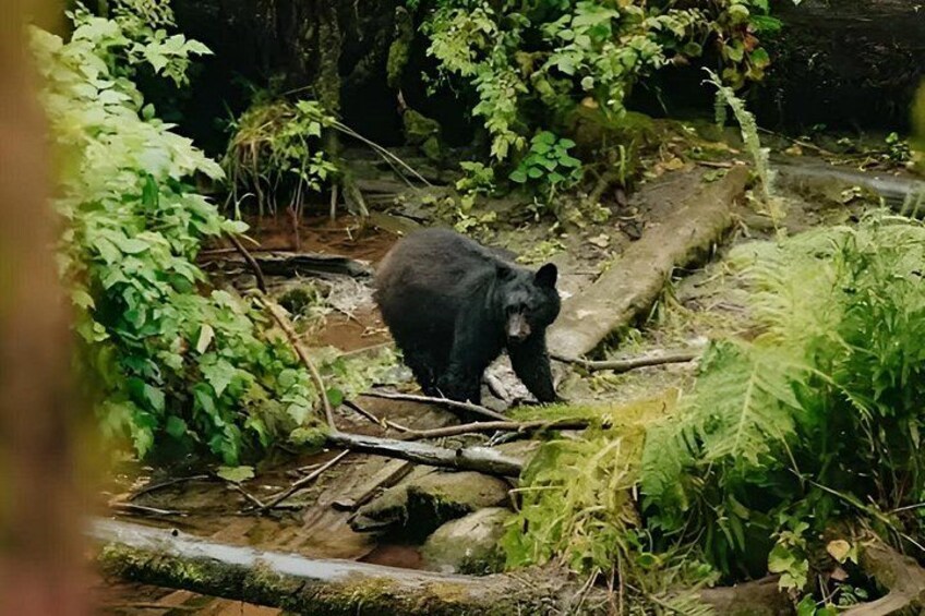 A black bear walking on a log in a forested area with dense green foliage. 3