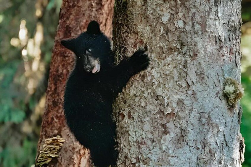 A black bear climbing a tree. 2