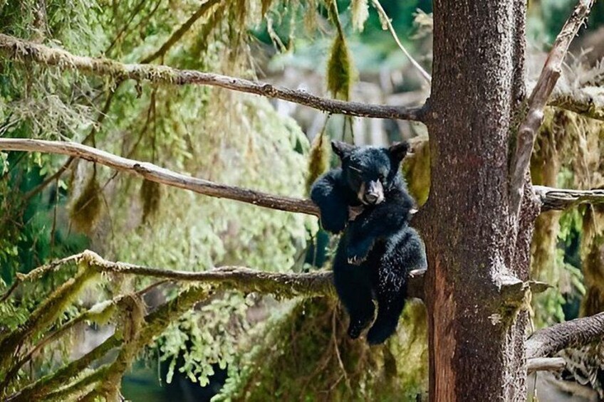 A black bear climbing a tree in a forest. 1