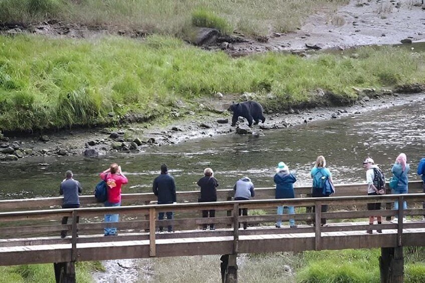 A riverbank with a bridge, people observing, and a bear in the water. 5