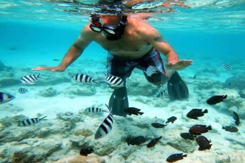 Picture 1 for Activity Zanzibar; Blue Safari Snorkeling & Blue Lagoon with BBQ 2