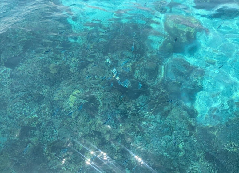 A clear underwater view of a coral reef with various fish species and sunlight filtering through the water. 3
