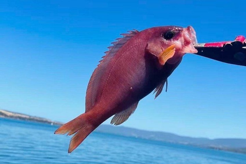 Hobart 3 Hour Sightseeing and Fishing Cruise 4