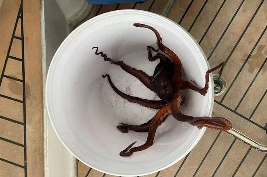 Hobart 3 Hour Sightseeing and Fishing Cruise 3