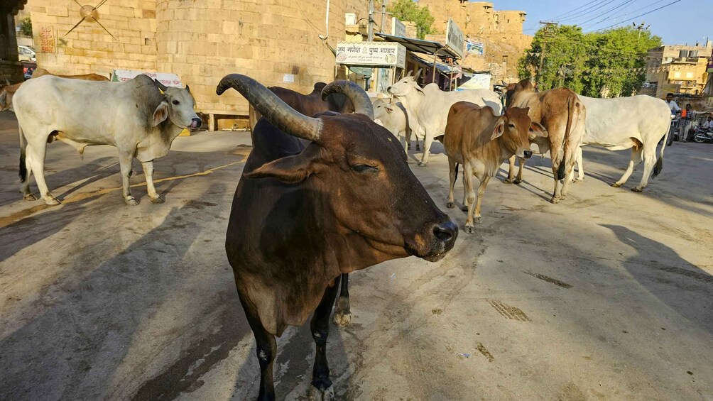 Picture 13 for Activity Jaipur; Morning or Evening Temple Tour by Tuk Tuk & Old City 2