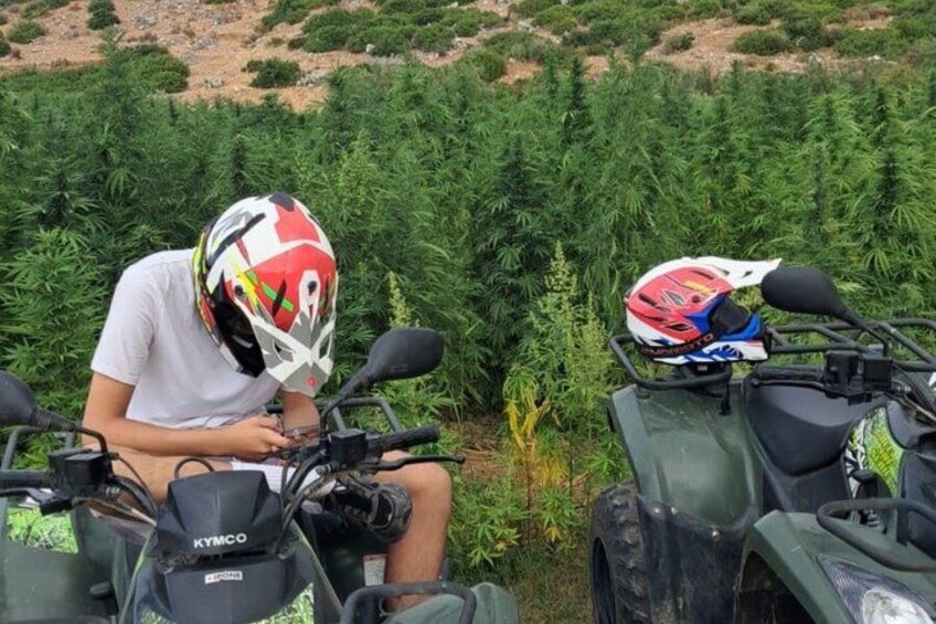 A person wearing a helmet, sitting on a green ATV in a field with rows of plants. 5