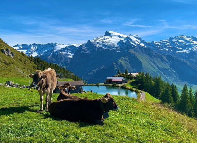 Picture 1 for Activity Private Mount Titlis & Lucerne Day Tour from Zurich 4