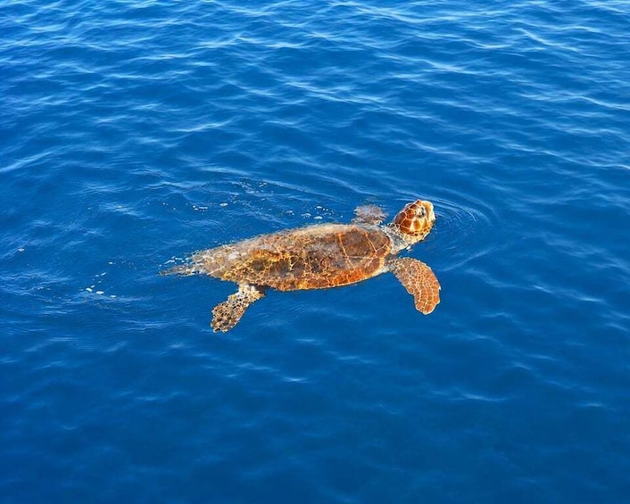 A sea turtle swimming in the ocean. 5