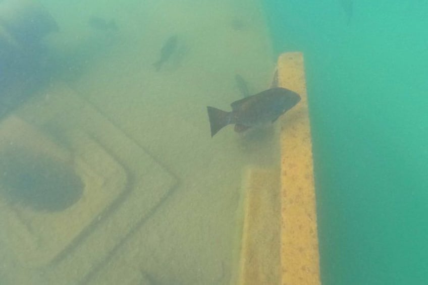 A fish swimming near a concrete structure underwater. 4