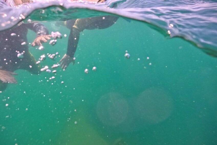 Guided Snorkeling Tour of Novadoc Shipwreck on Lake Michigan 5