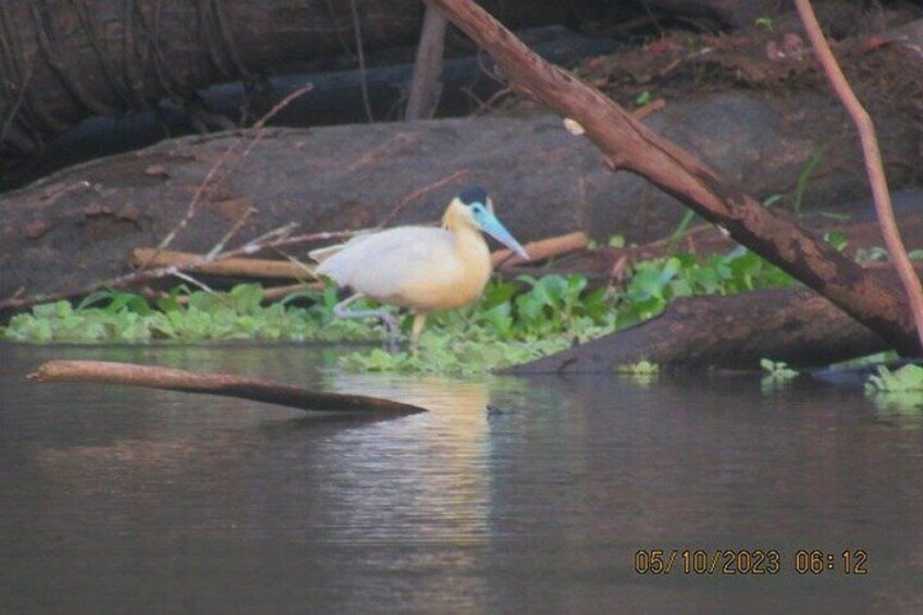 3 Day All Inclusive Guided Birding Tour from Iquitos 3