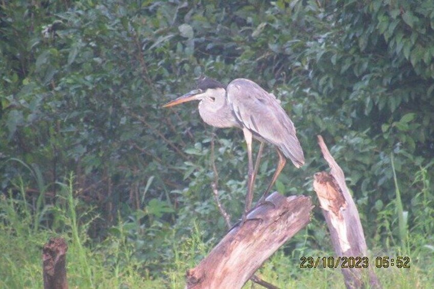 3 Day All Inclusive Guided Birding Tour from Iquitos 4