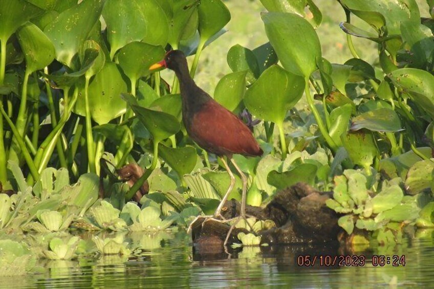 3 Day All Inclusive Guided Birding Tour from Iquitos 5