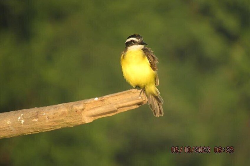 3 Day All Inclusive Guided Birding Tour from Iquitos 1