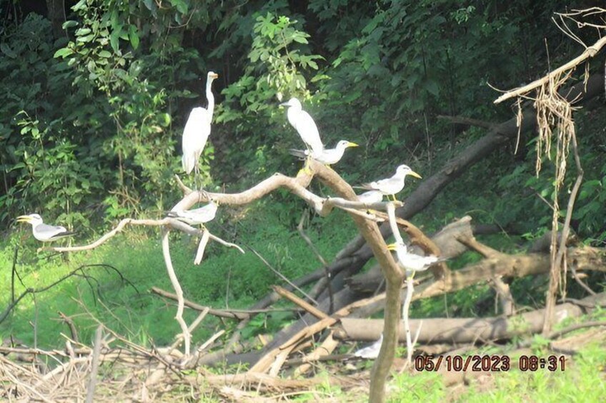 3 Day All Inclusive Guided Birding Tour from Iquitos 2