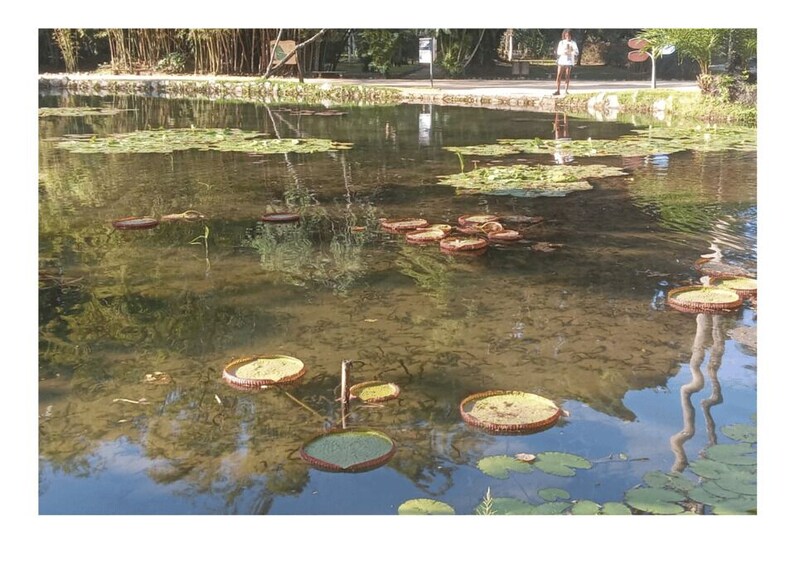 Picture 5 for Activity Jardim Botânico do Rio de Janeiro 4