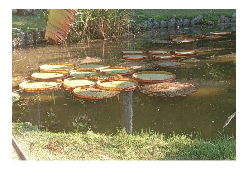 Picture 3 for Activity Jardim Botânico do Rio de Janeiro 5