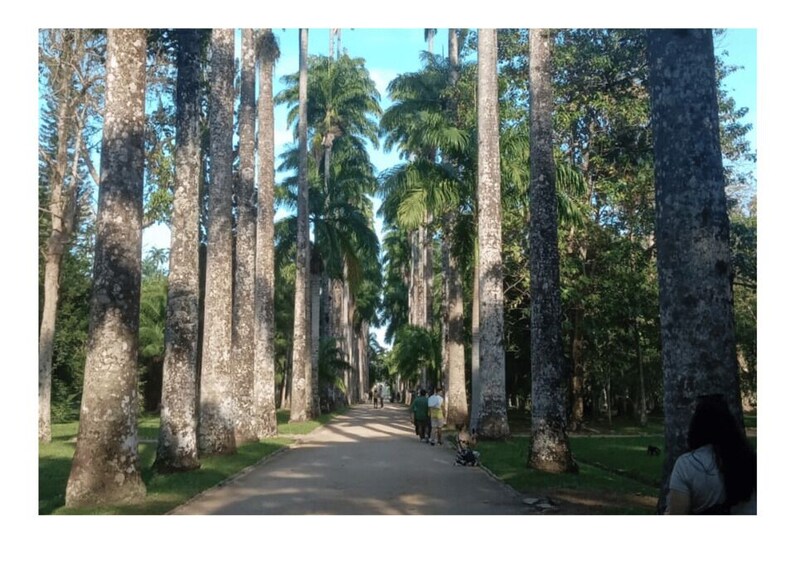 Jardim Botânico do Rio de Janeiro 1