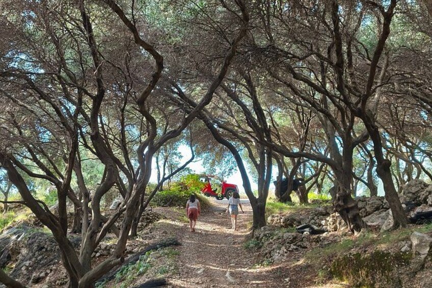 A forested area with a dirt path leading to a red vehicle. 4
