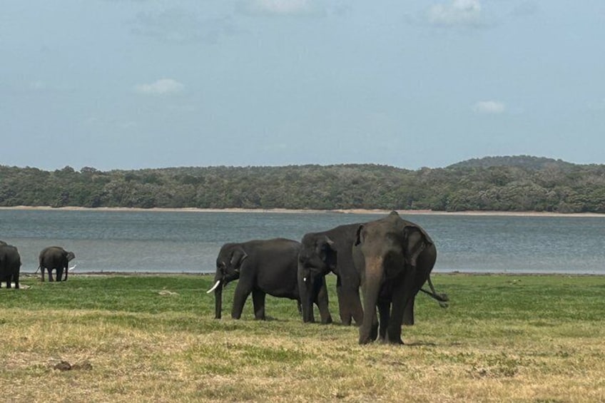 Elephants near a body of water with a forested hill in the background. 5