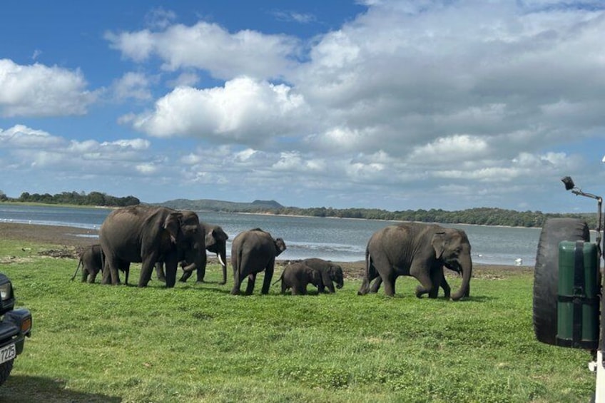 A herd of elephants by a river with a clear sky. 1