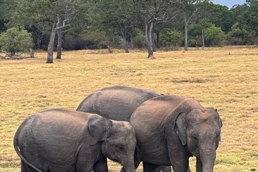Three elephants in a grassy field with trees in the background. 4